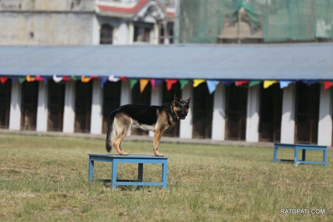 dog prahari (8)