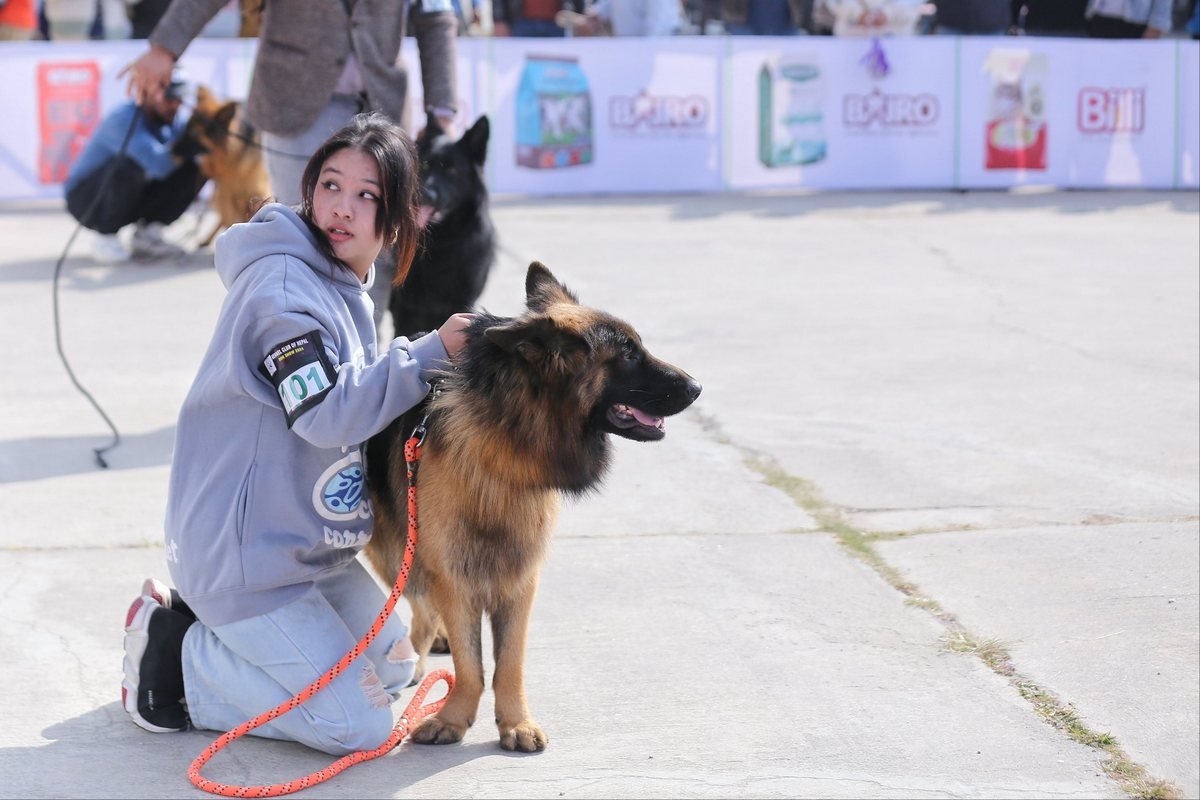 dog show (2)