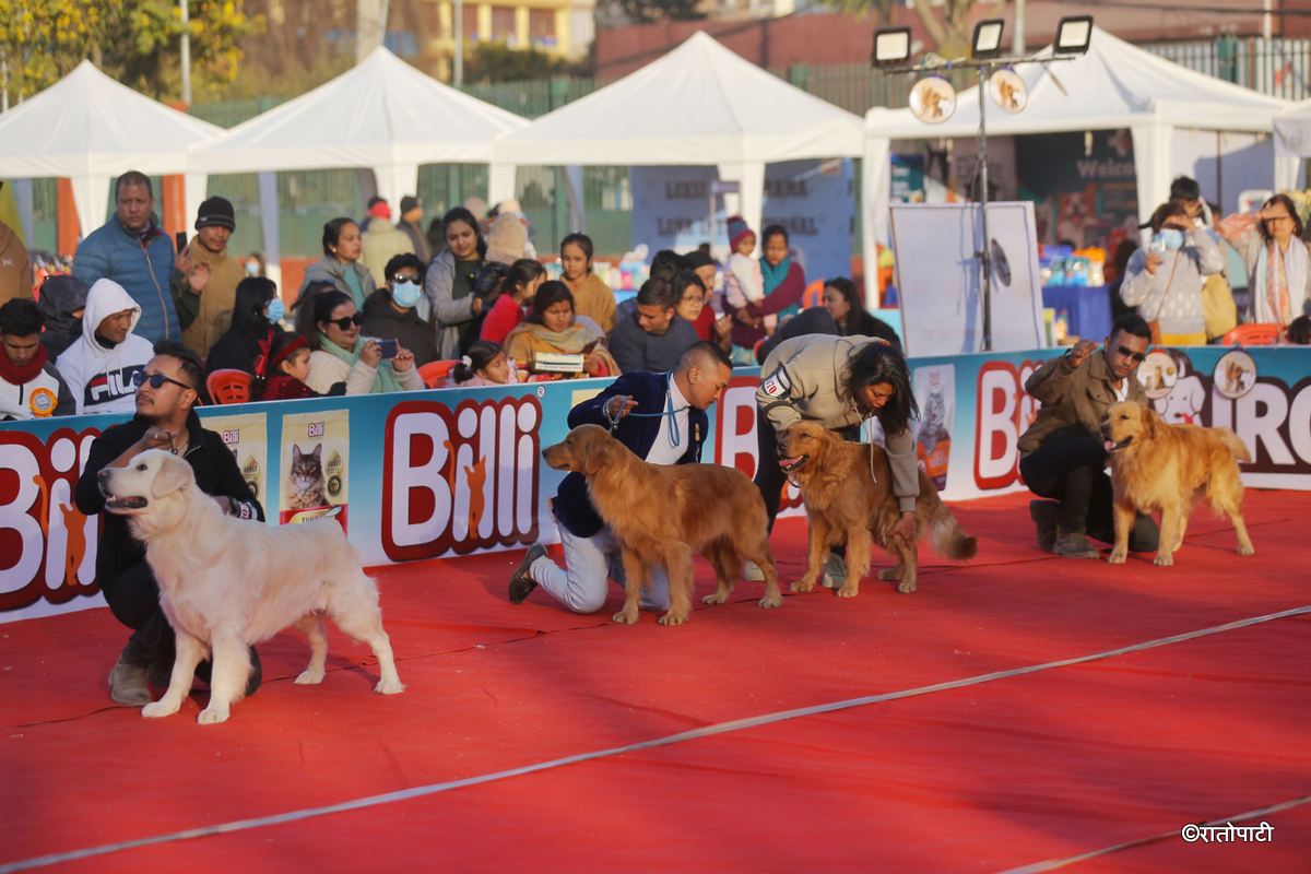 dog show (2)