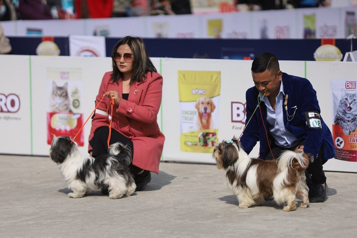 dog show (20)