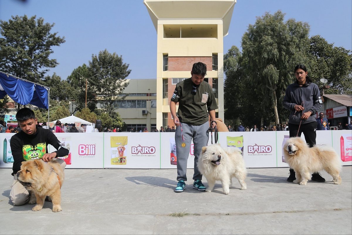 dog show (3)