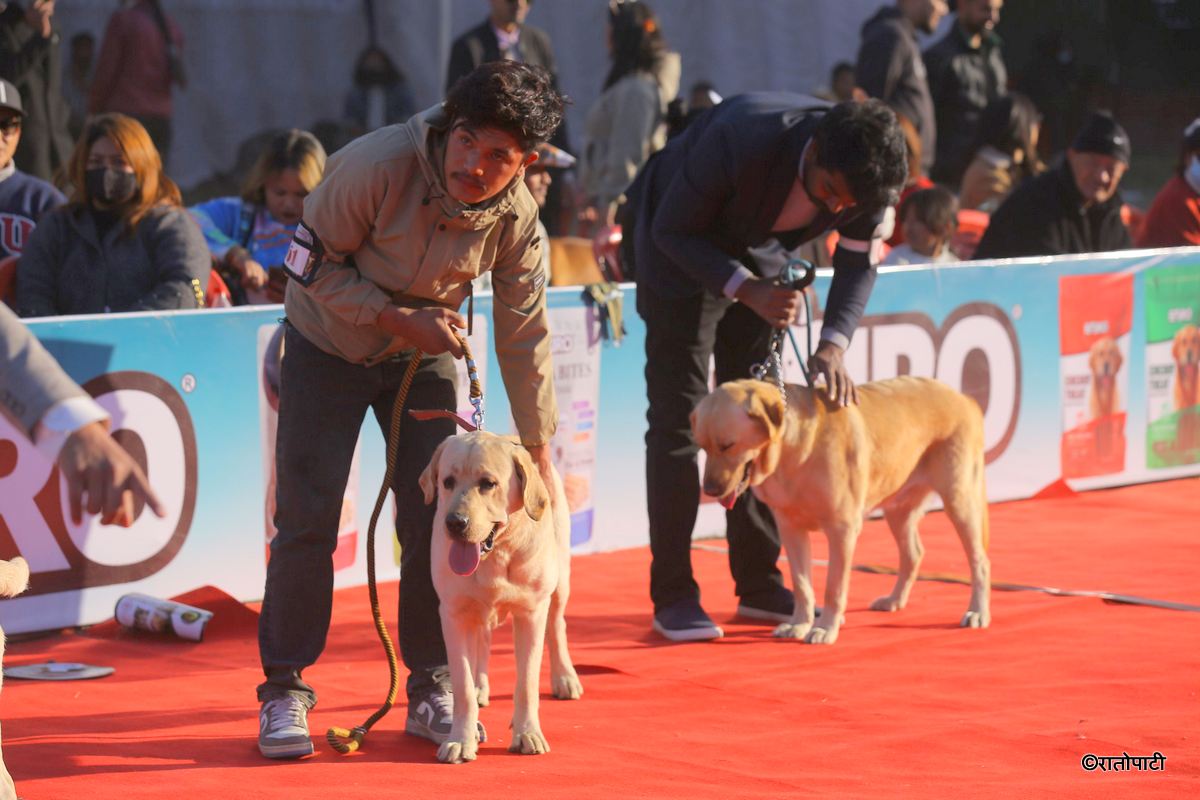 dog show (3)