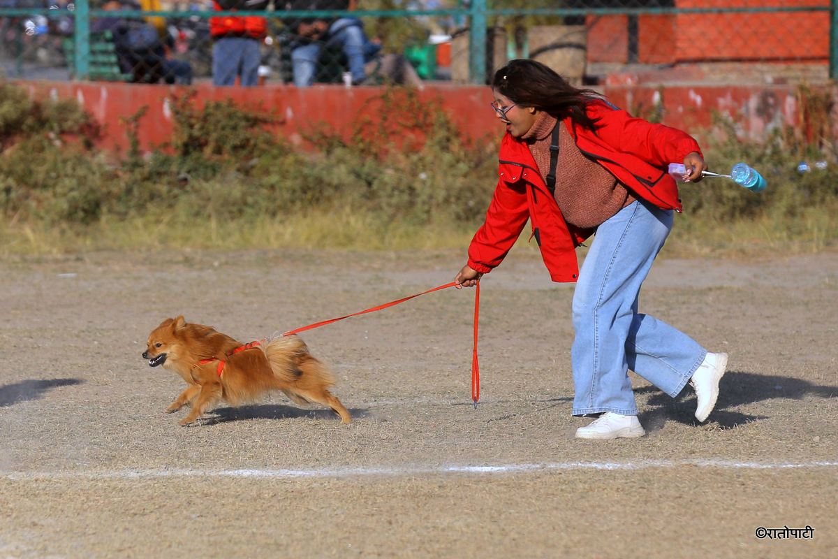 dog show (4)