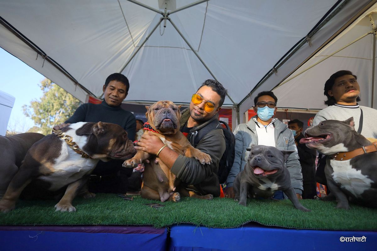 dog show (5)