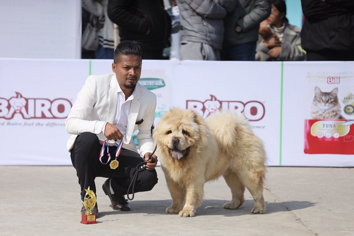 dog show (6)