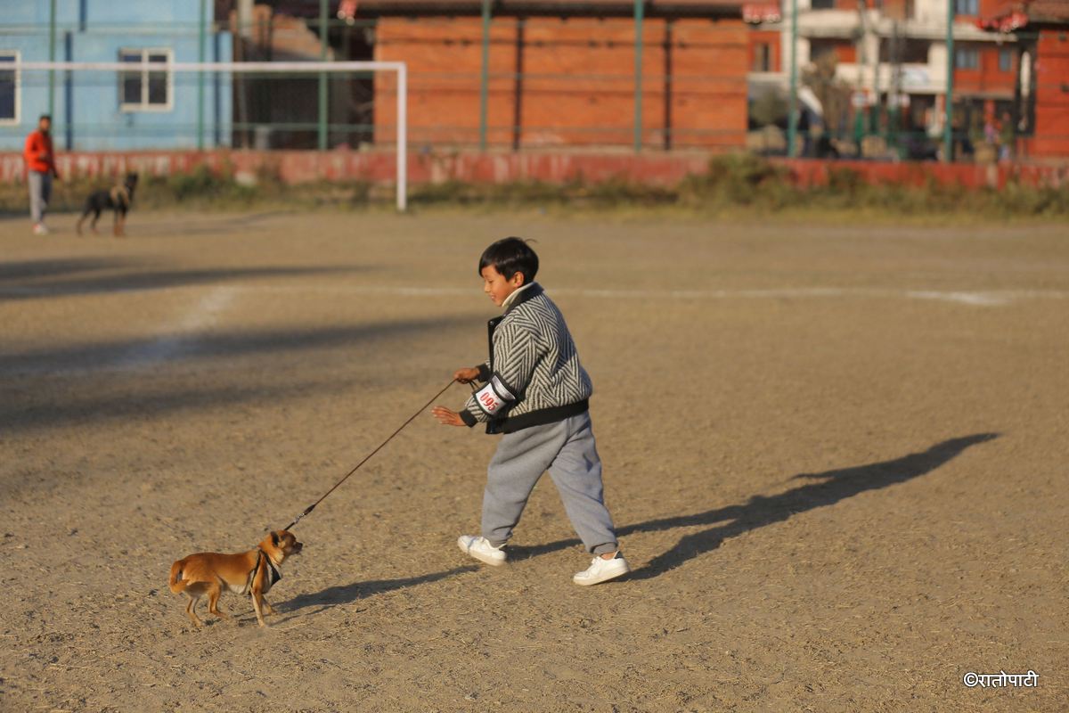 dog show (8)