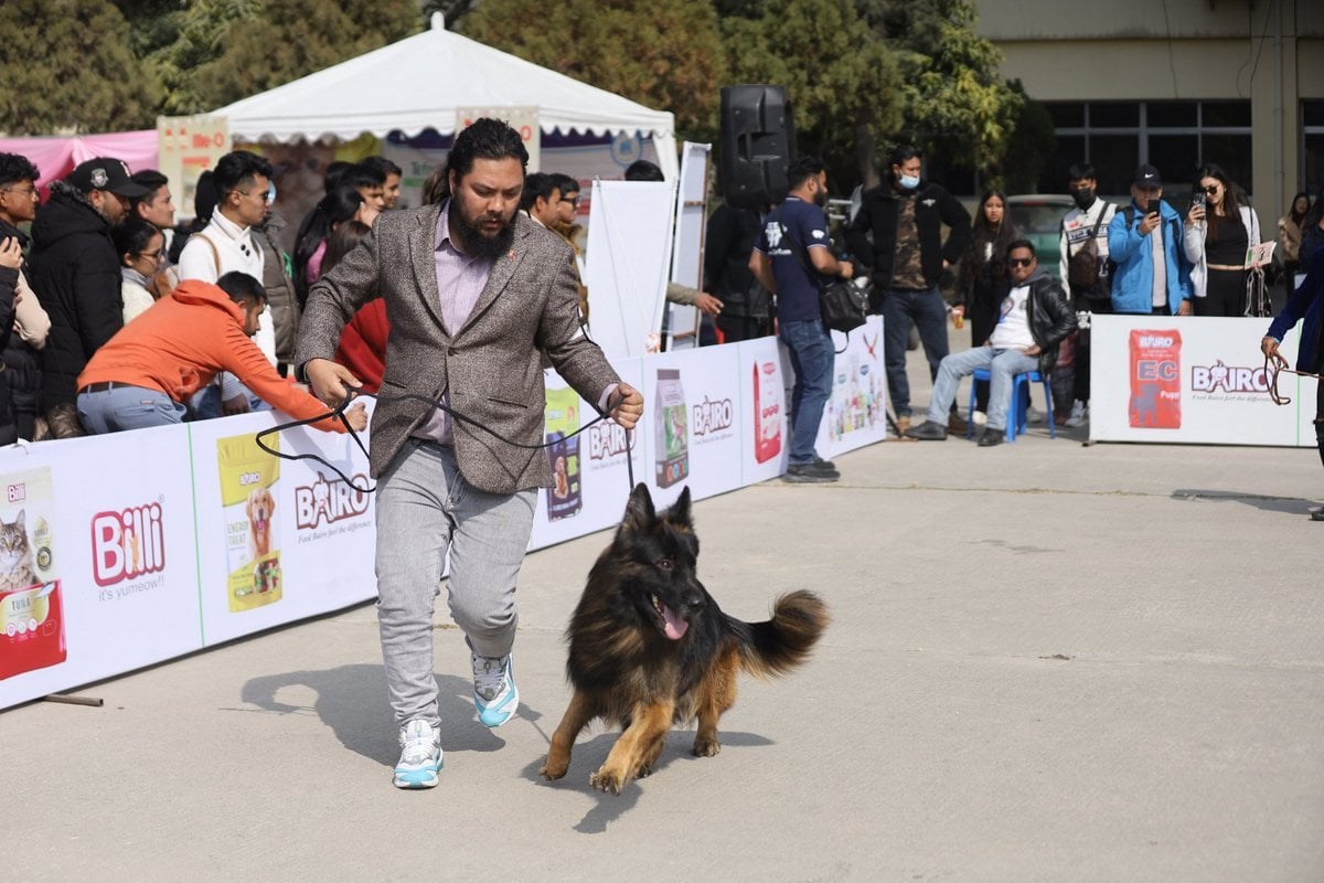 dog show (9)