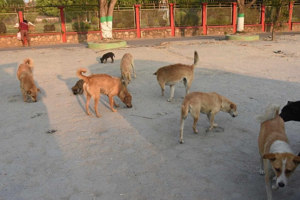 बालेनद्वारा काठमाडौँ महानगरका कुकुरको बन्ध्याकरण गर्ने घोषणा