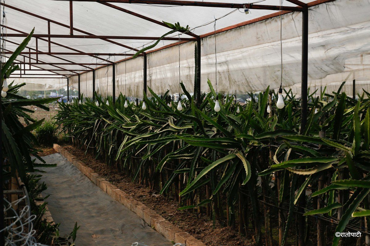 Dragon Fruit_-01