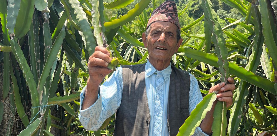 ड्रागन फ्रुटबाट वार्षिक दश लाख आम्दानी गर्दै ७७ वर्षीय बालकृष्ण