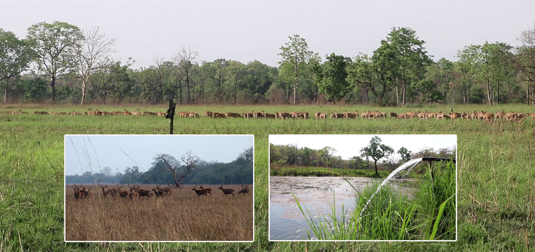 पर्यटक लोभ्याउँदै शुक्लाफाँटा : जङ्गल प्रवेश गर्ने बित्तिकै देख्न सकिन्छ विभिन्न जीवजन्तु