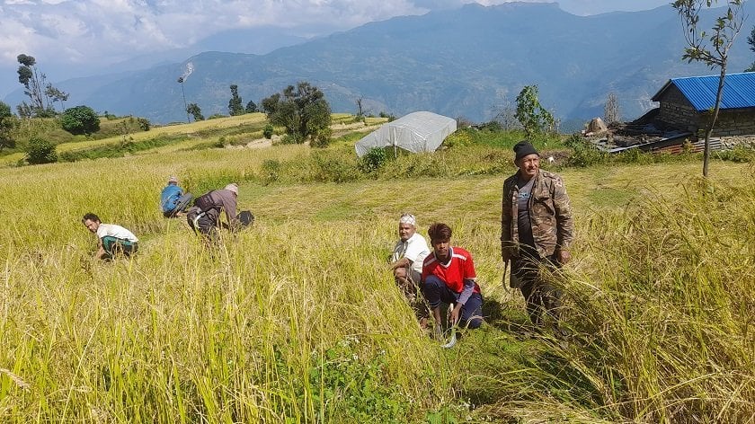 असिना पानीले तीनसय ५५ रोपनीमा लगाएको धान र कोदो नष्ट