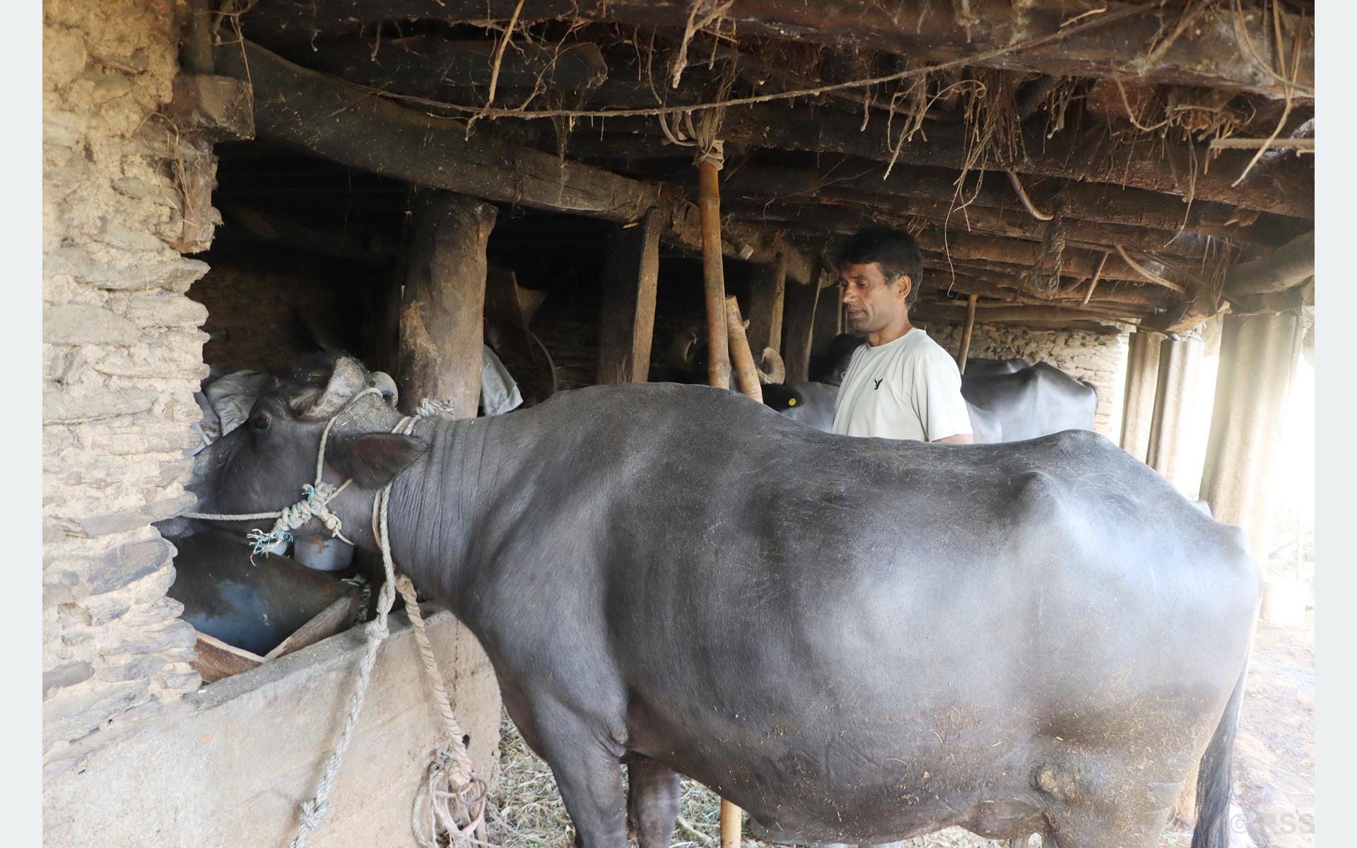 दूध बेचेर वार्षिक २० लाख कमाइ