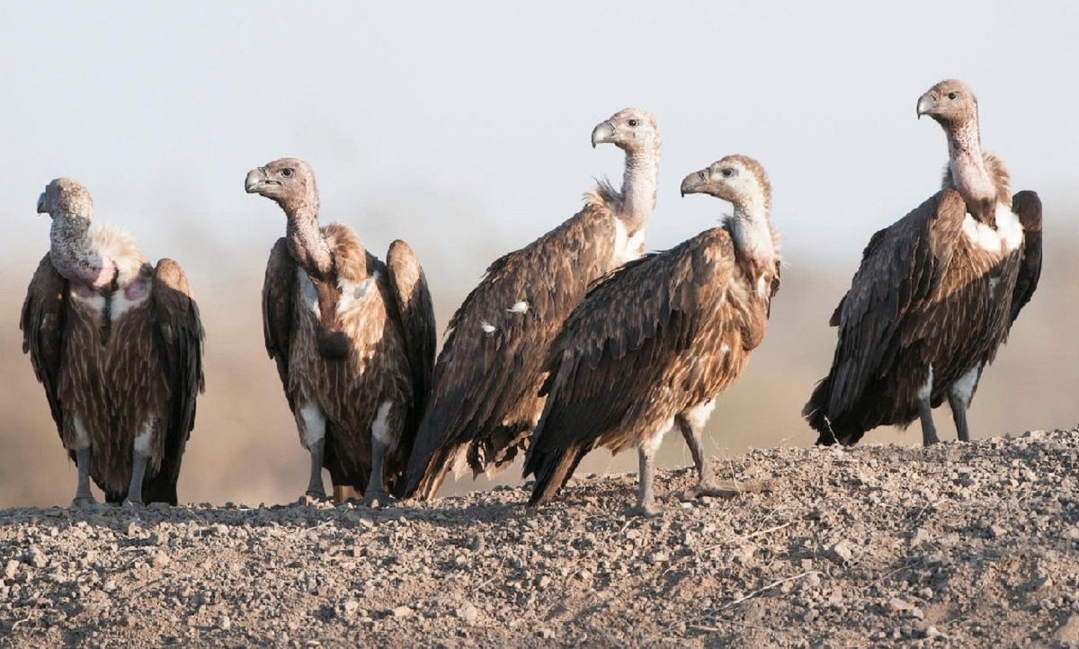 विश्वमै दुर्लभ डङ्गर गिद्धको कञ्चनपुरमा भेटिए एक सय चौध गुँड