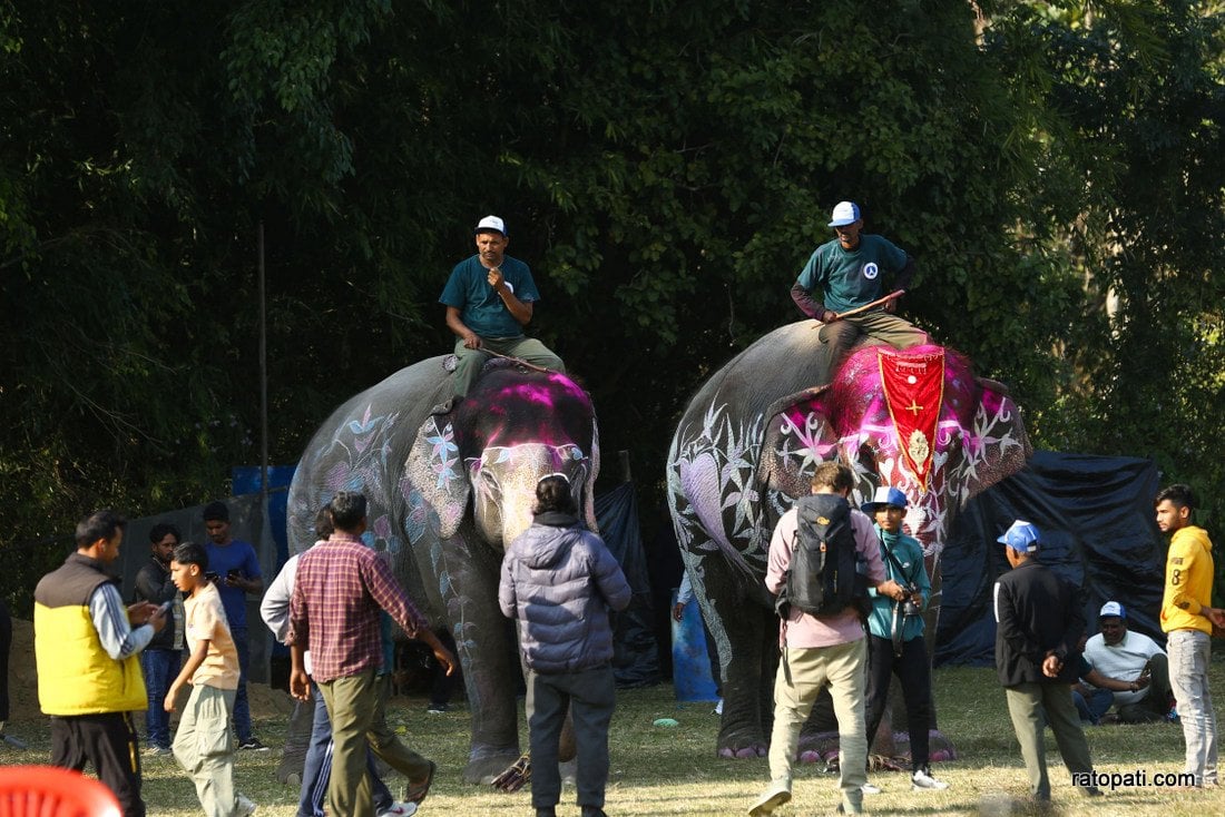 Elephant festival  (1)