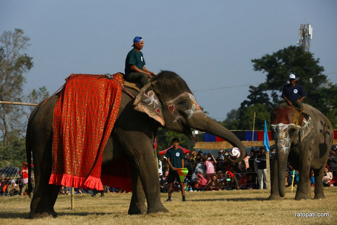 Elephant festival  (11)