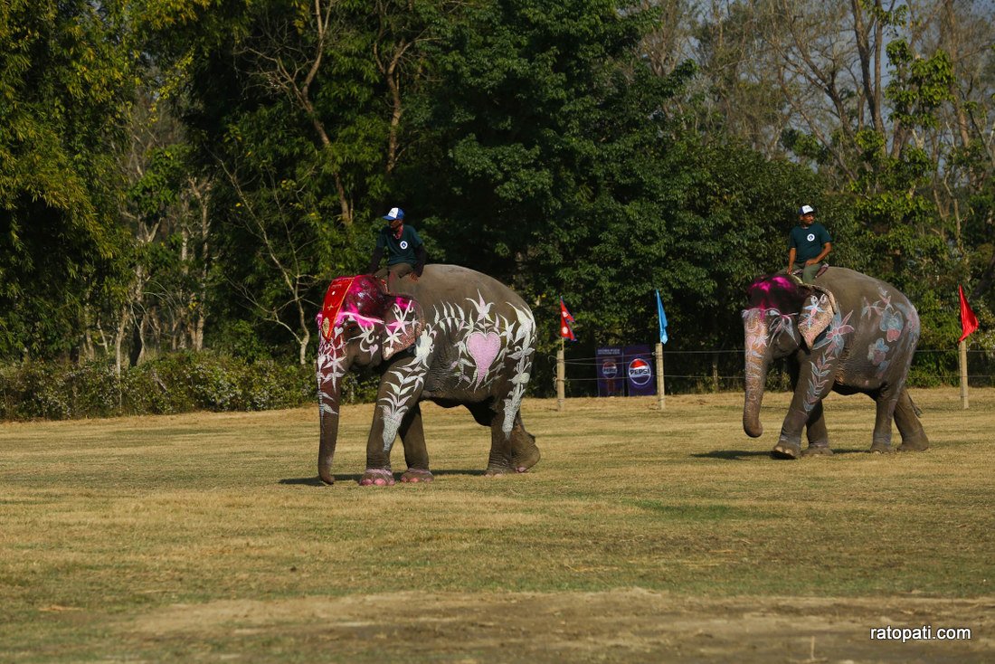 Elephant festival  (12)