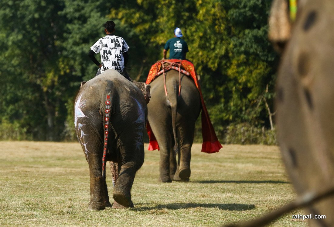 Elephant festival  (14)