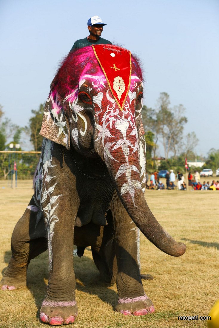 Elephant festival  (15)