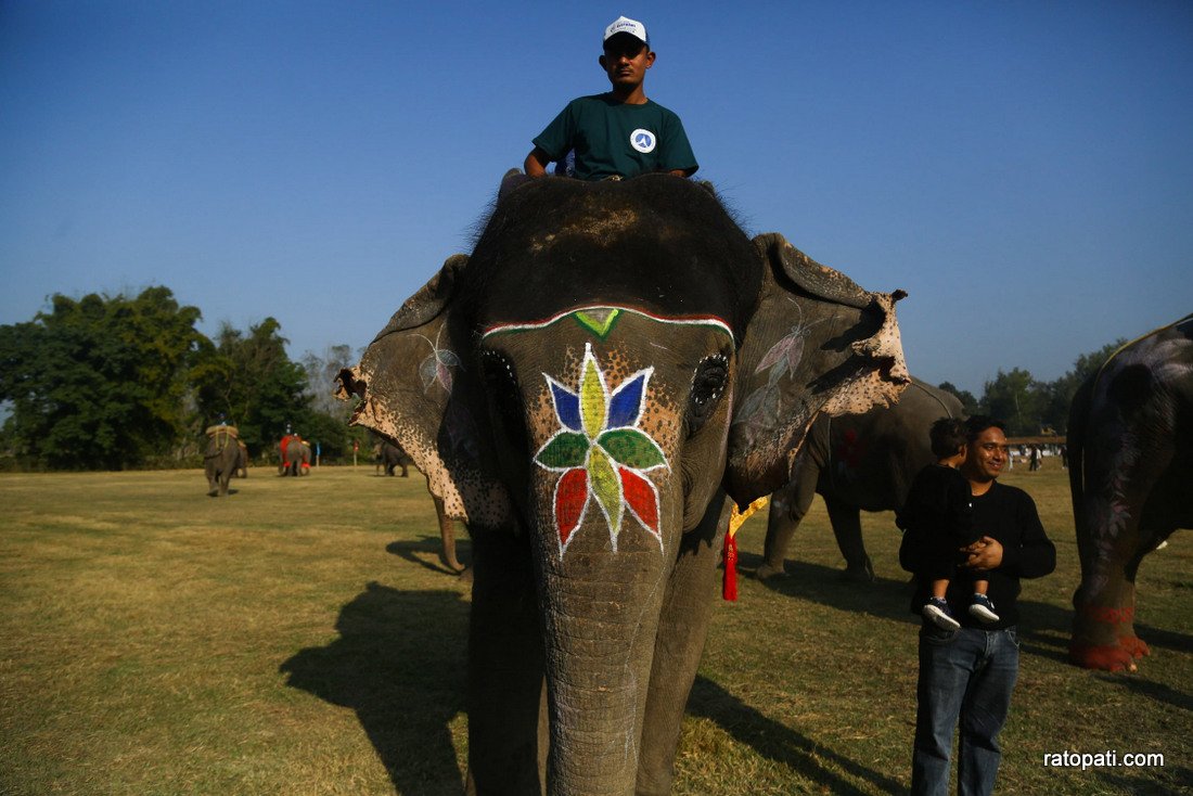 Elephant festival  (16)