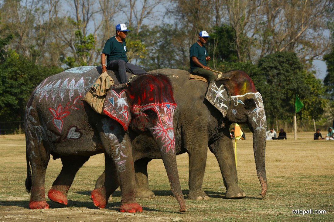 Elephant festival  (17)