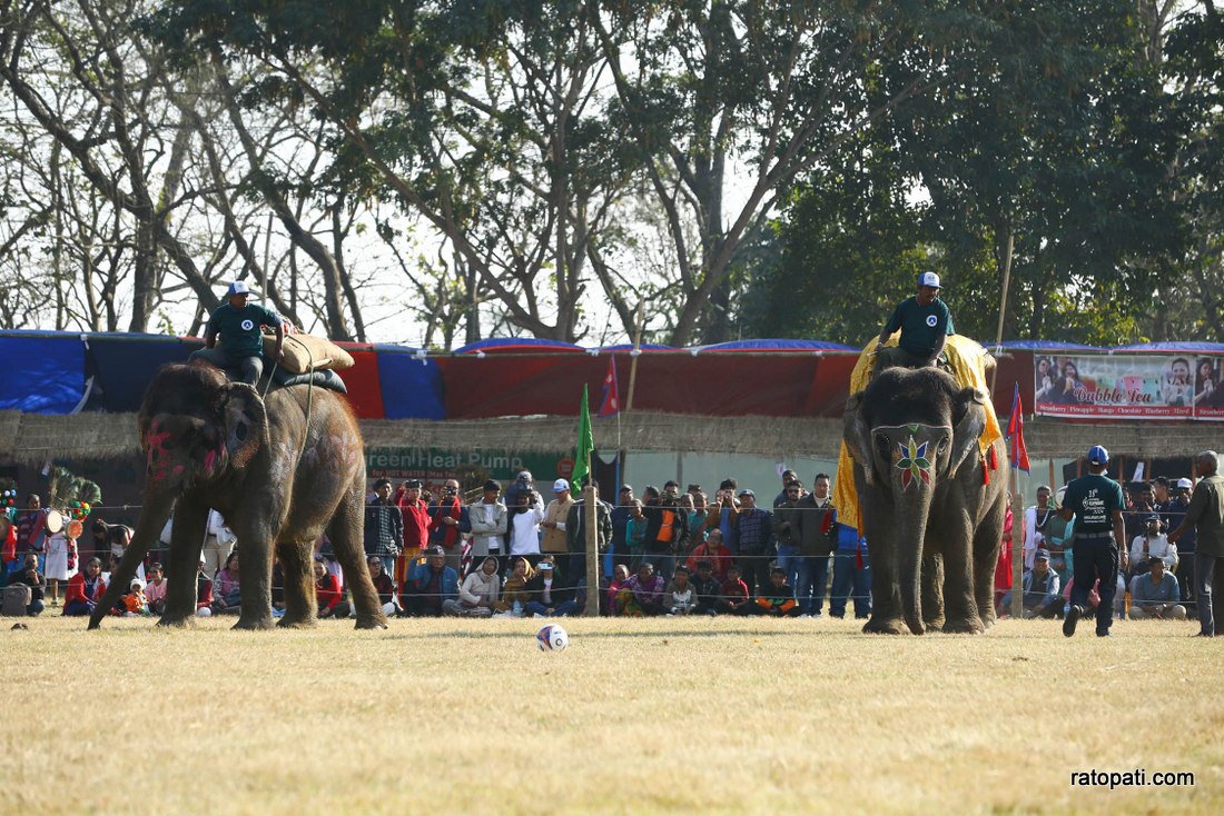 Elephant festival  (3)