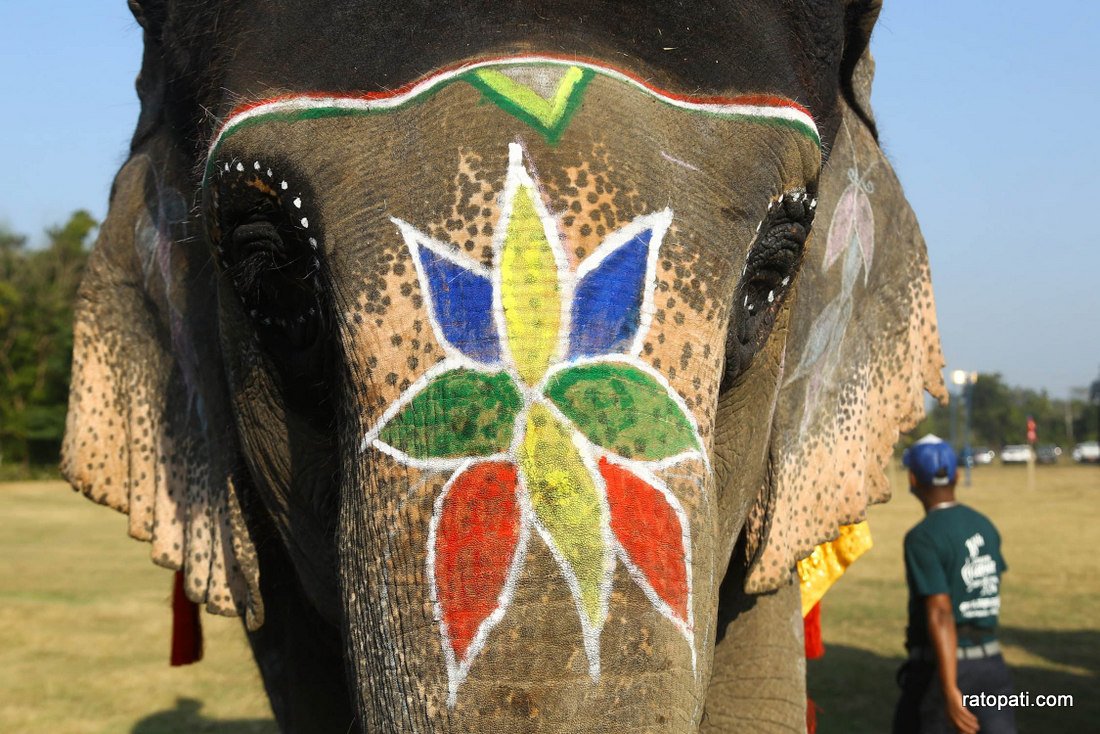 Elephant festival  (4)