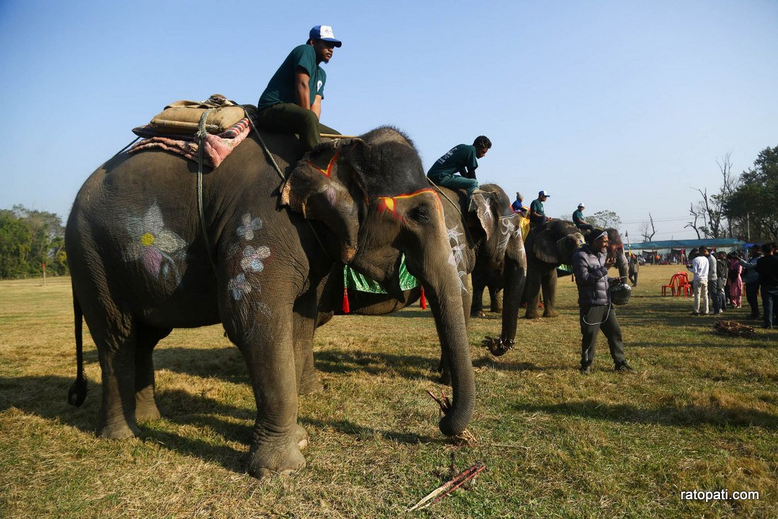 Elephant festival  (5)