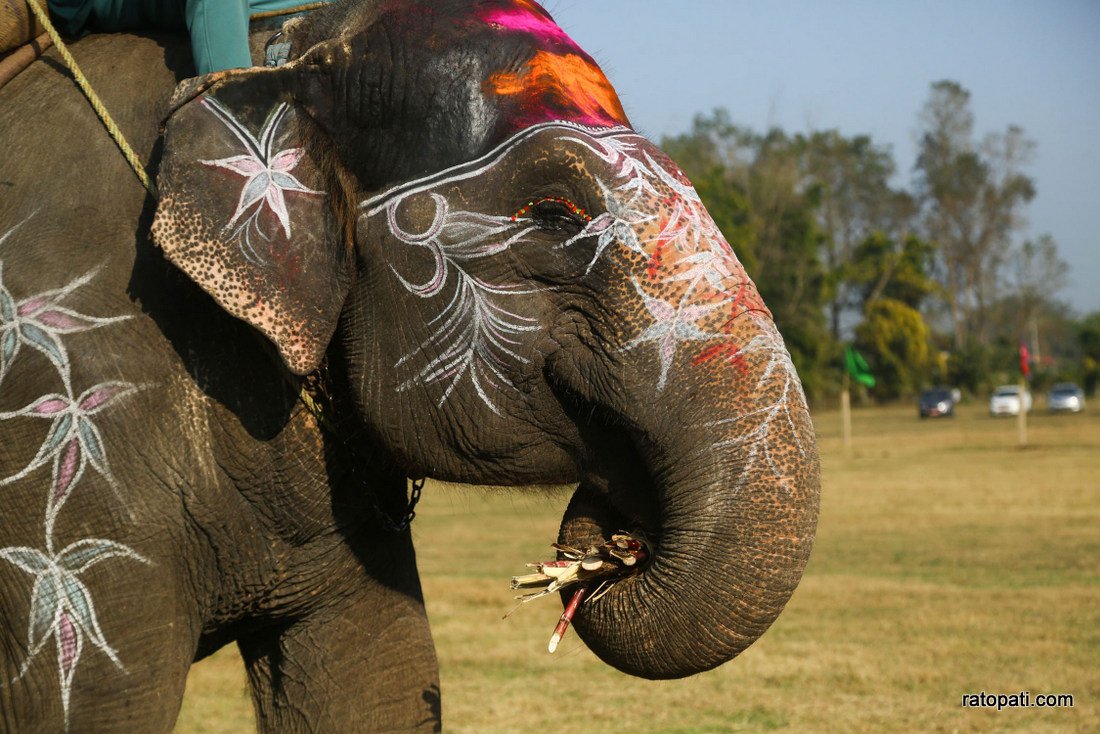 Elephant festival  (7)