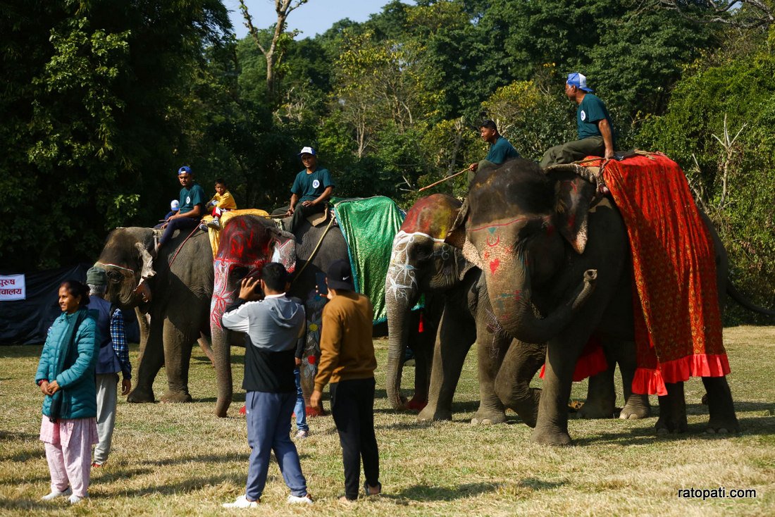 Elephant festival  (9)