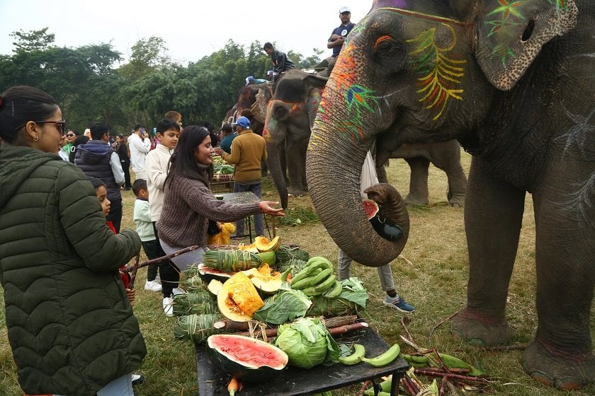 सौराहामा हात्तीलाई वनभोज खुवाइयो