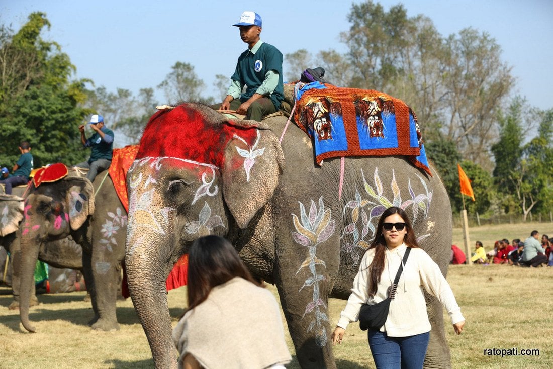 Elephant festival-Sauraha_Nepal Photo Library14