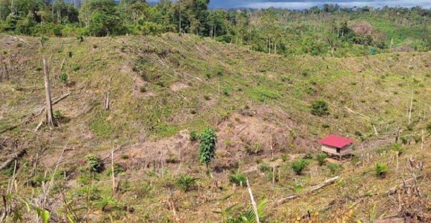 elephant-sumatra (1)