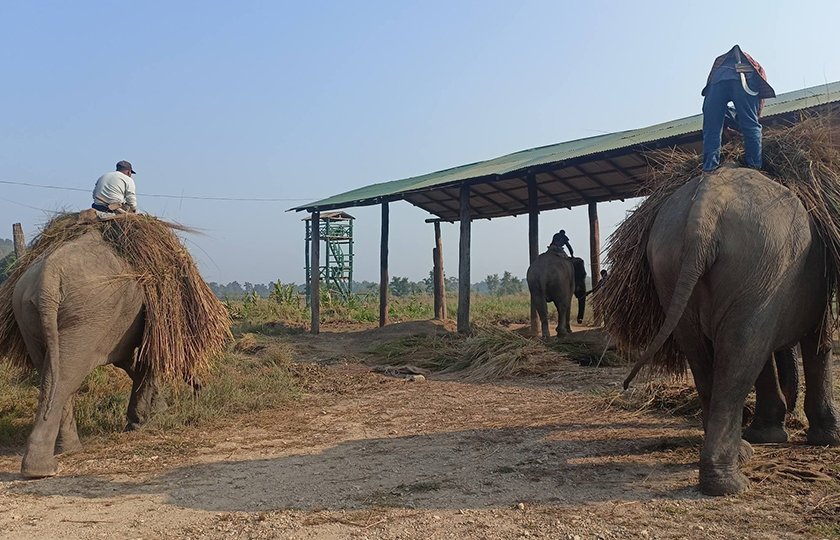 Elephant1