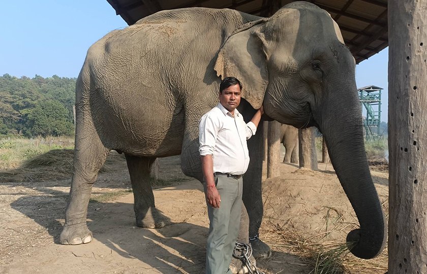 Elephant4