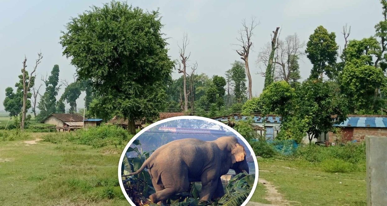 दिनरात हात्तीको त्रास