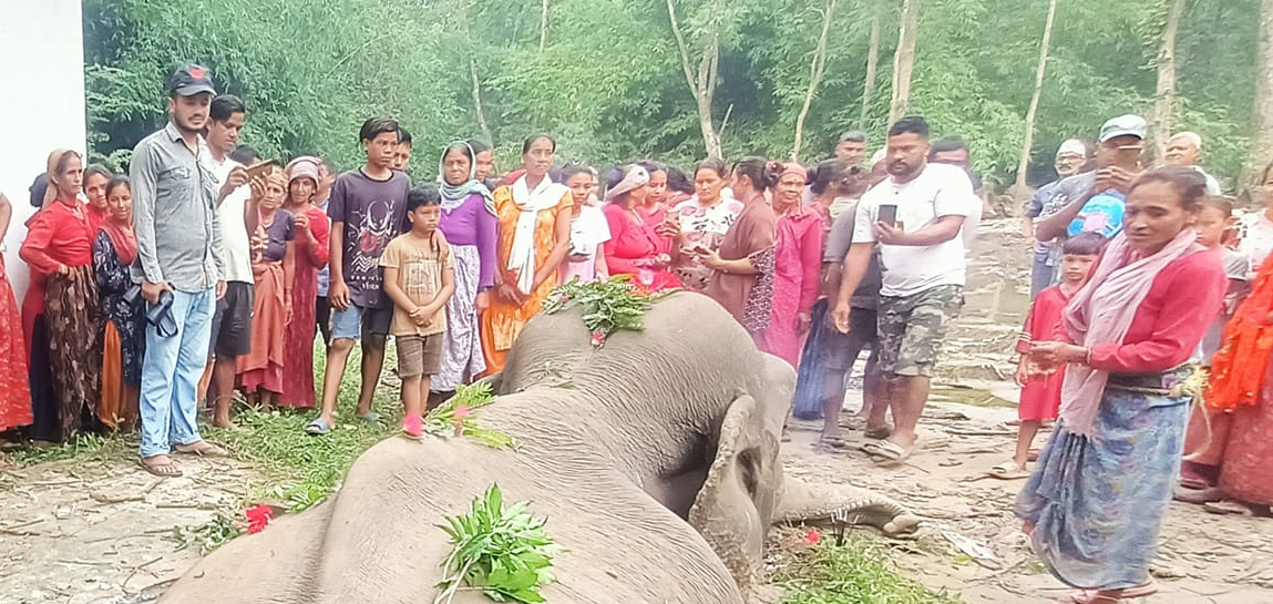 पाँच महिनामा दुई हात्ती मृत फेला