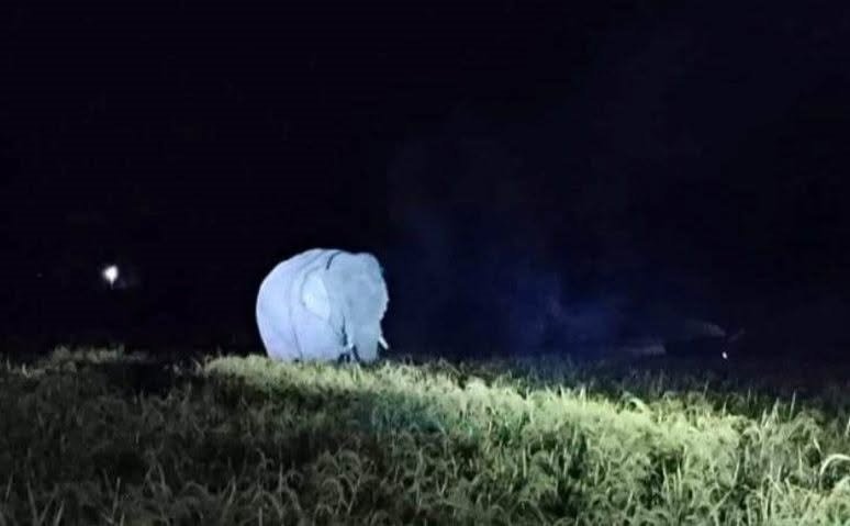 हात्तीको आक्रमणमा आमा छोराको मृत्यु