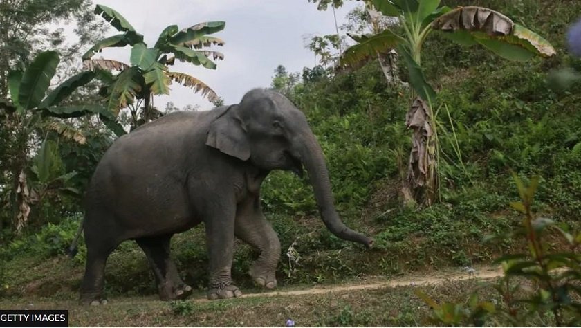 बंगलादेशमा  जंगली हात्तीलाई अदालतको संरक्षण