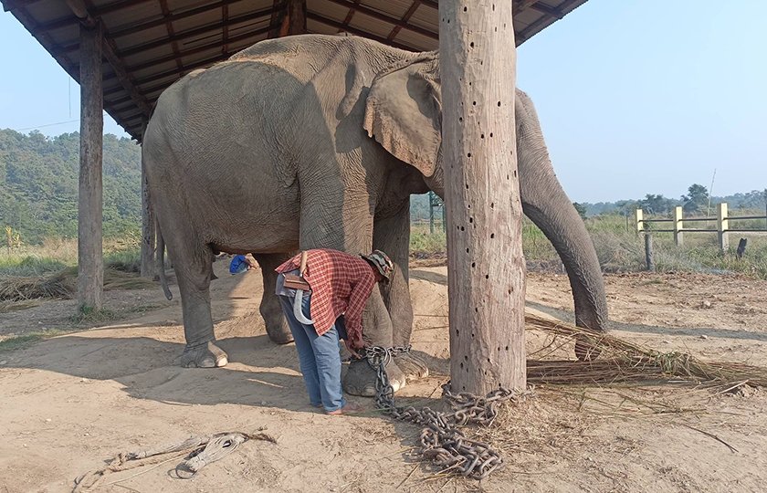 Elephant