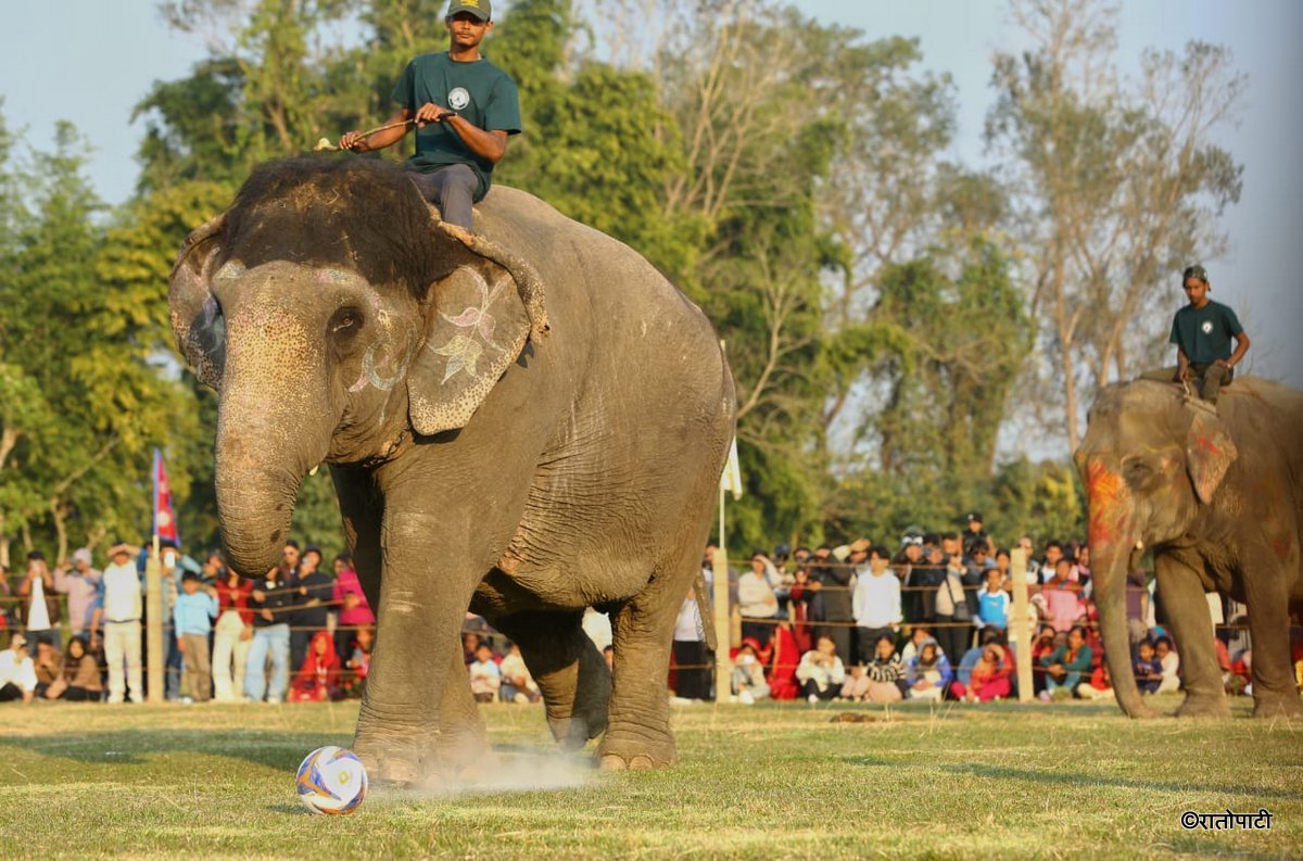Elephent Football_NPL (2)