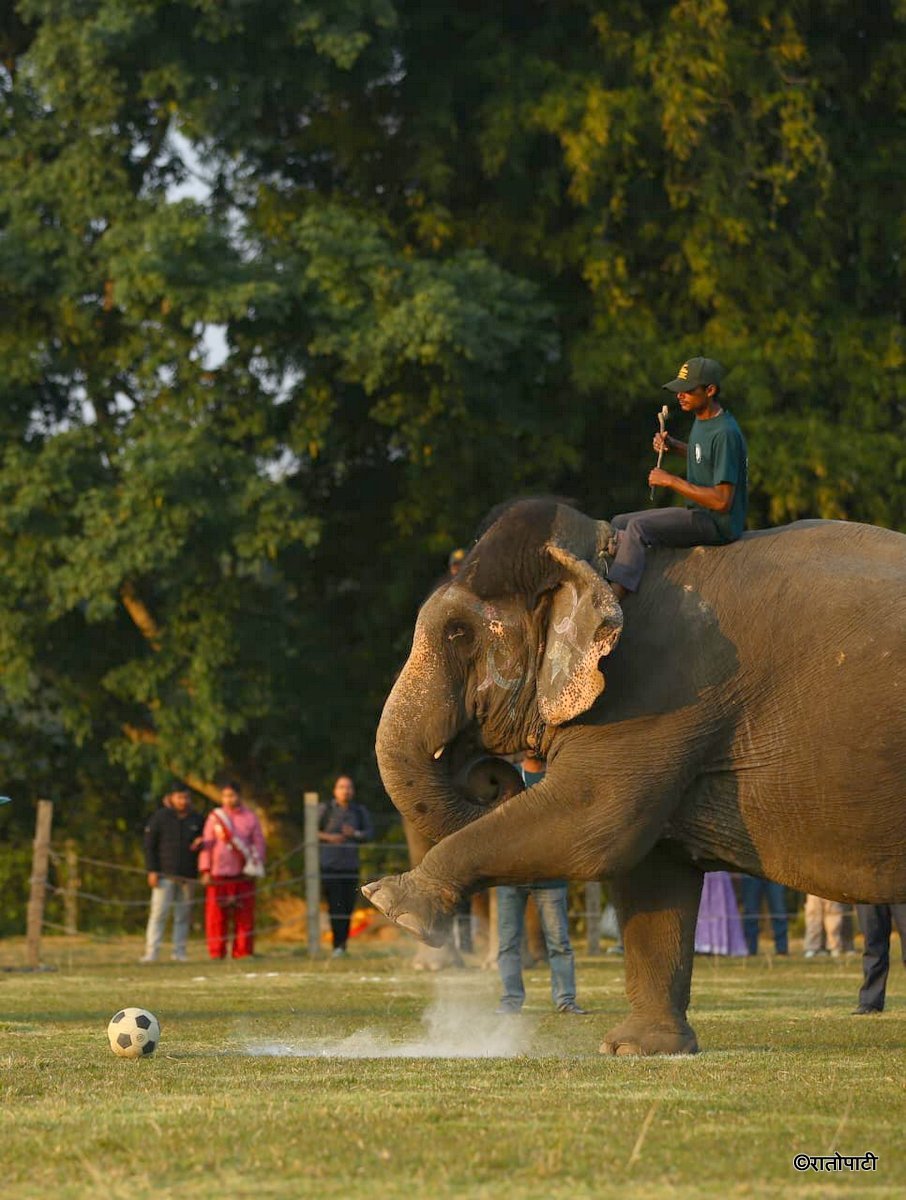 Elephent Football_NPL (3)