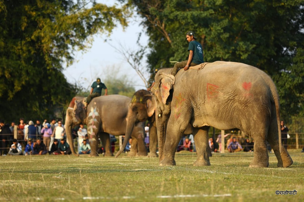 Elephent Football_NPL (7)