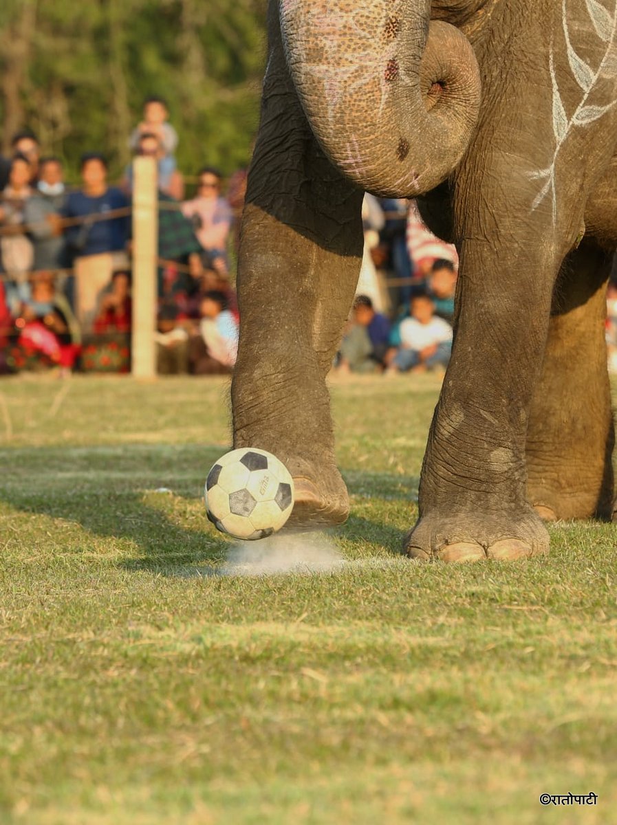 Elephent Football_NPL (9)