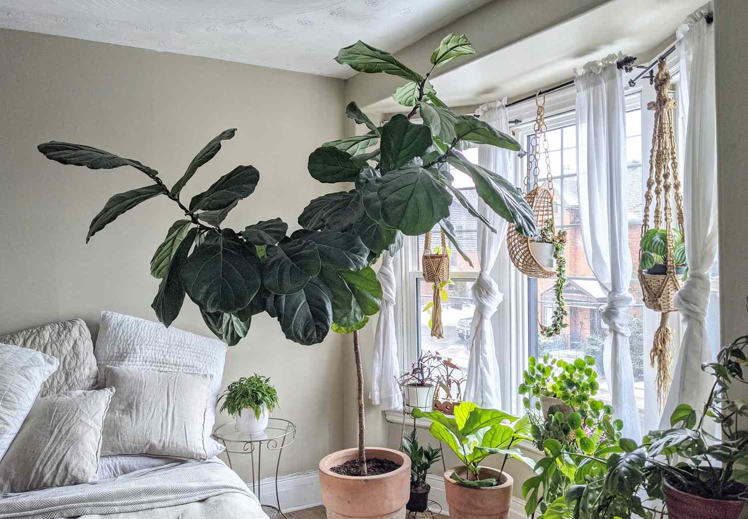 erinfiddleleaffig-45d5245c39164a198b1ba504cd0866f9