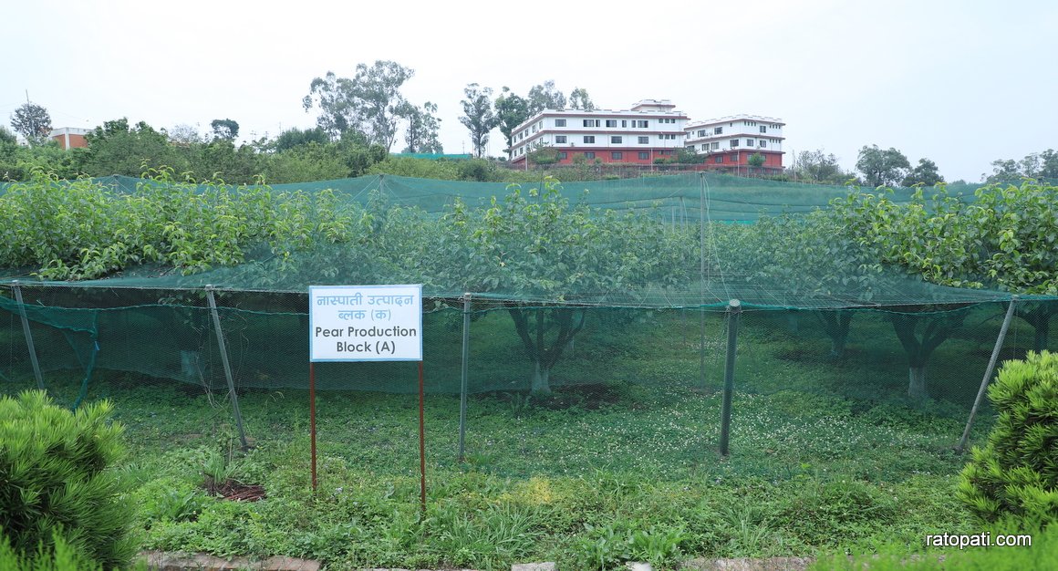 सरकारी फार्मबाट फलफूलका २४ हजार बिरुवा बिक्री हुँदै, किन्ने प्रक्रिया कस्तो छ ?