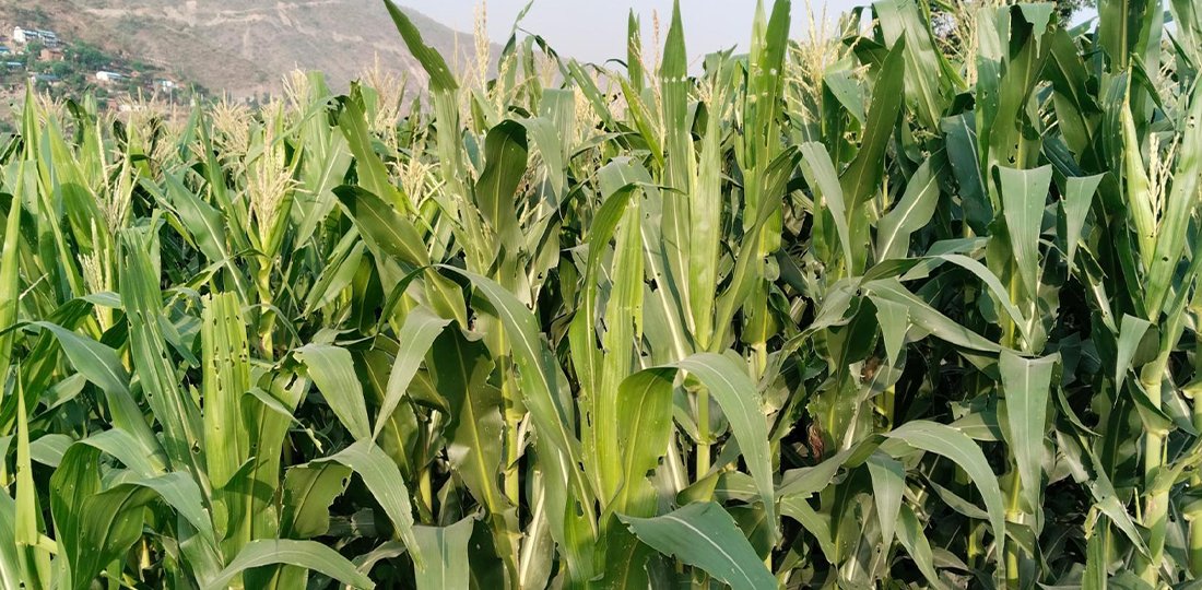 रामेछापमा फौजी कीराको प्रकोप