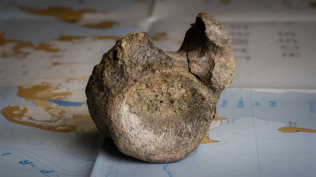 First Dinosaur Bone Found in Antarctica Identified After 40 Years