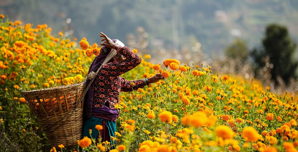 इन्द्रसरोवरका किसानलाई फूल टिप्न भ्याइ नभ्याई (तस्बिरहरू)