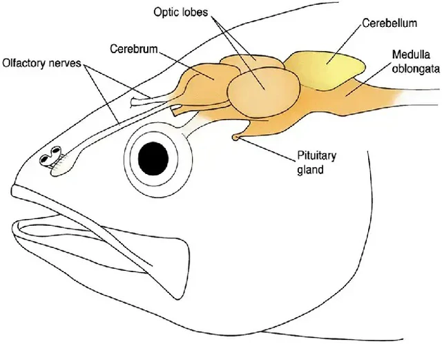 fish-brain